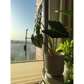 Kaspó Nostalgia alátéttel 2,8L több színben 468