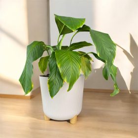 Kaspó Nostalgia magas 3 lábú 25cm 452