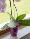 Kaspó orchidea Miltonia crystal  1,58 l ametiszt 133