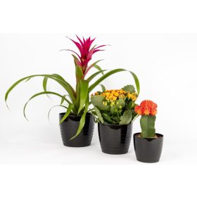 Kaspó Silvia 0,17L fekete 70