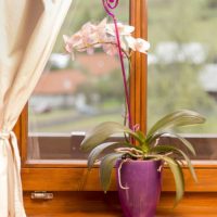 Orchidea Kaspók, kiegészítők